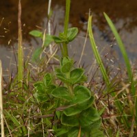 Neanotis nummularia (Arn.) W.H.Lewis